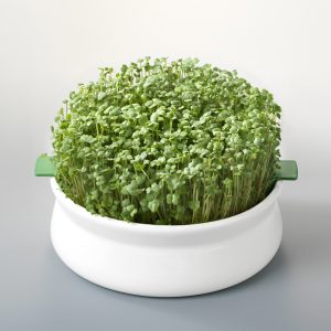 Vas de ceramica cu sita pentru germinare seminte mucilaginoase Germline